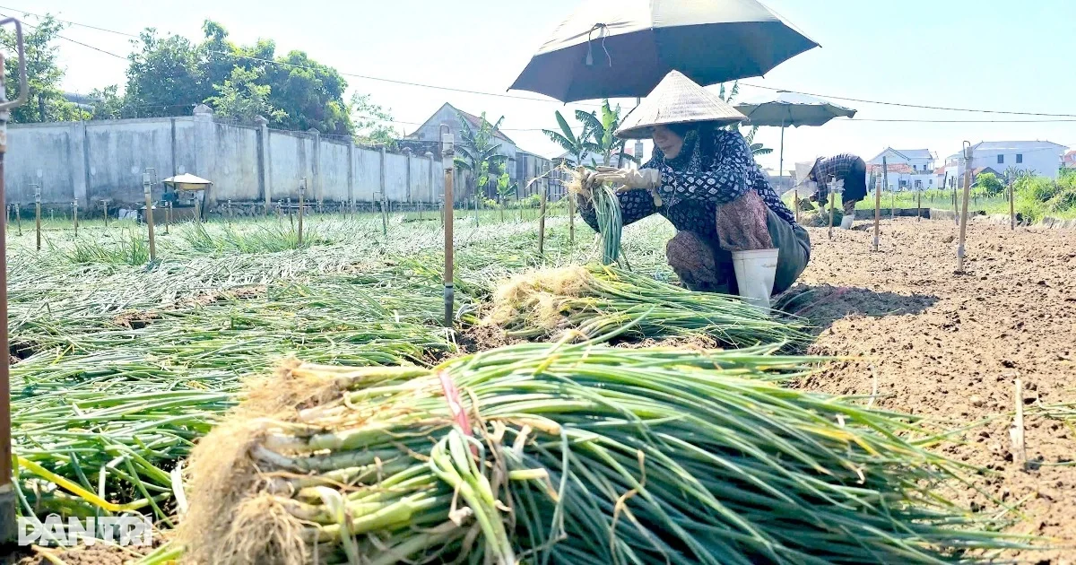 Nông dân Nghệ An tự tổ chức thu mua hơn 50 tấn hành lá mỗi ngày