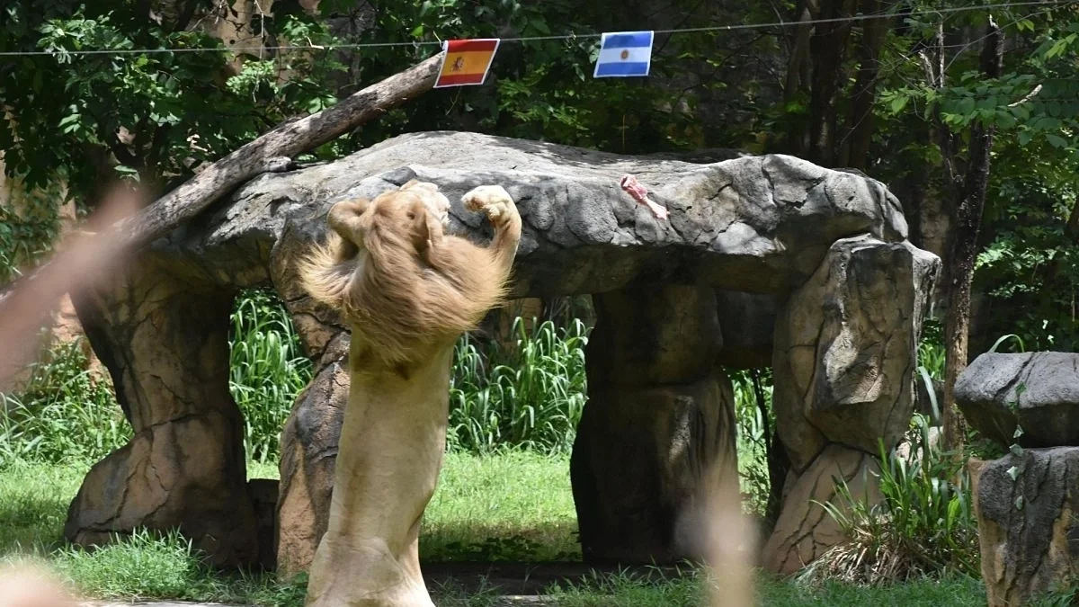 Chúa sơn lâm có tài 'tiên đoán' lựa chọn Tây Ban Nha đăng quang World Cup
