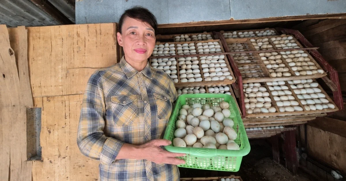 Cặp đôi nông dân hóa triệu phú nhờ hơn hai thập kỷ kiên cường bám trụ rẻo đất cằn